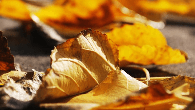 Money - professional stock photography