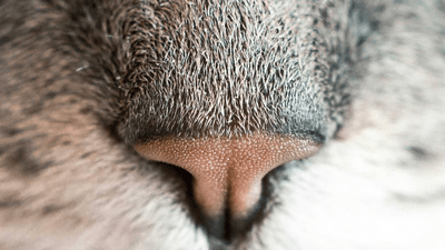 Wallet - professional stock photography